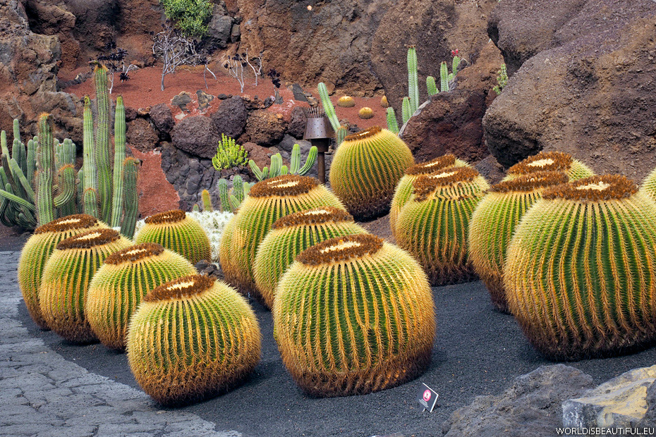 Ogród na Lanzarote, Jardin de Cactus