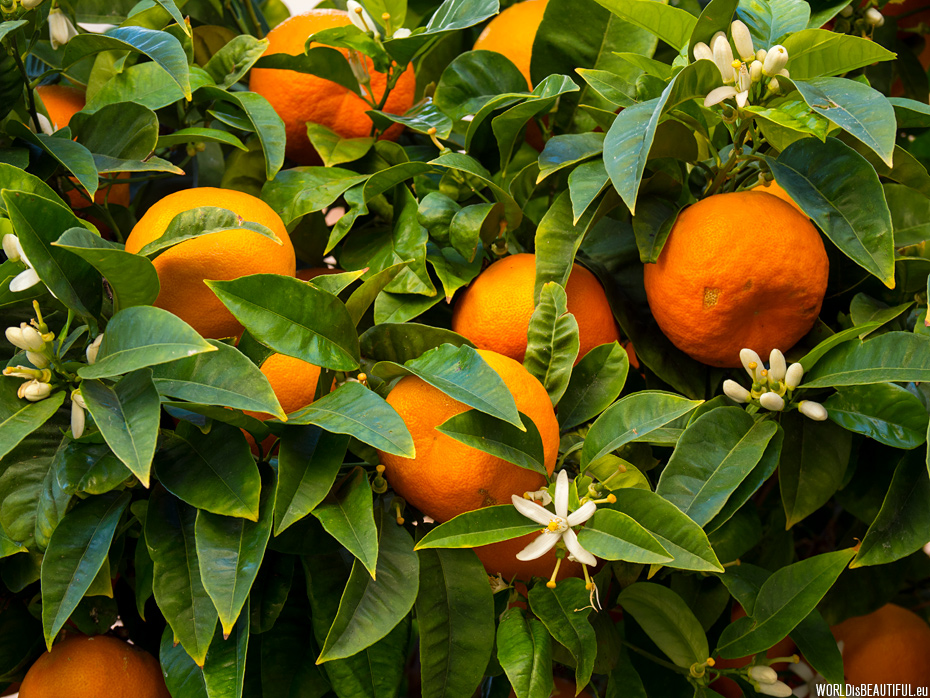 Pomarańcze kwitną i owocują