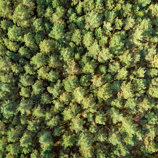 Tuchola Forest