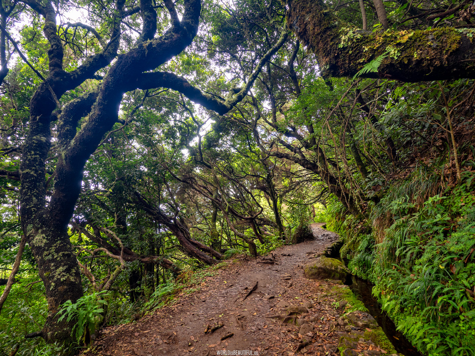 Natura na Maderze
