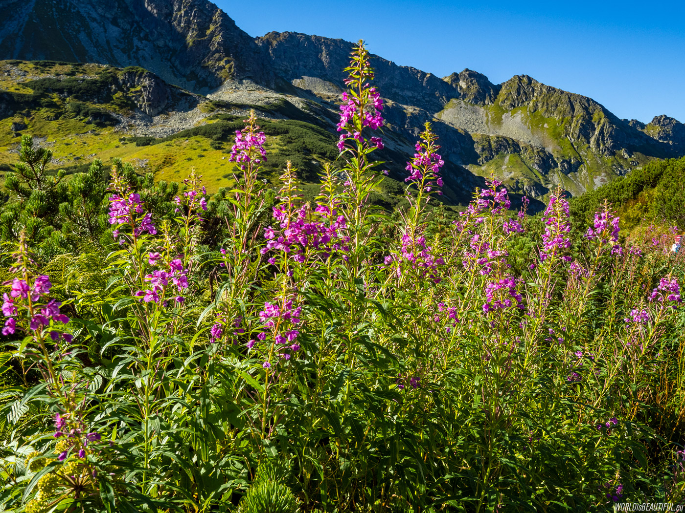 The nature in the High Tatras