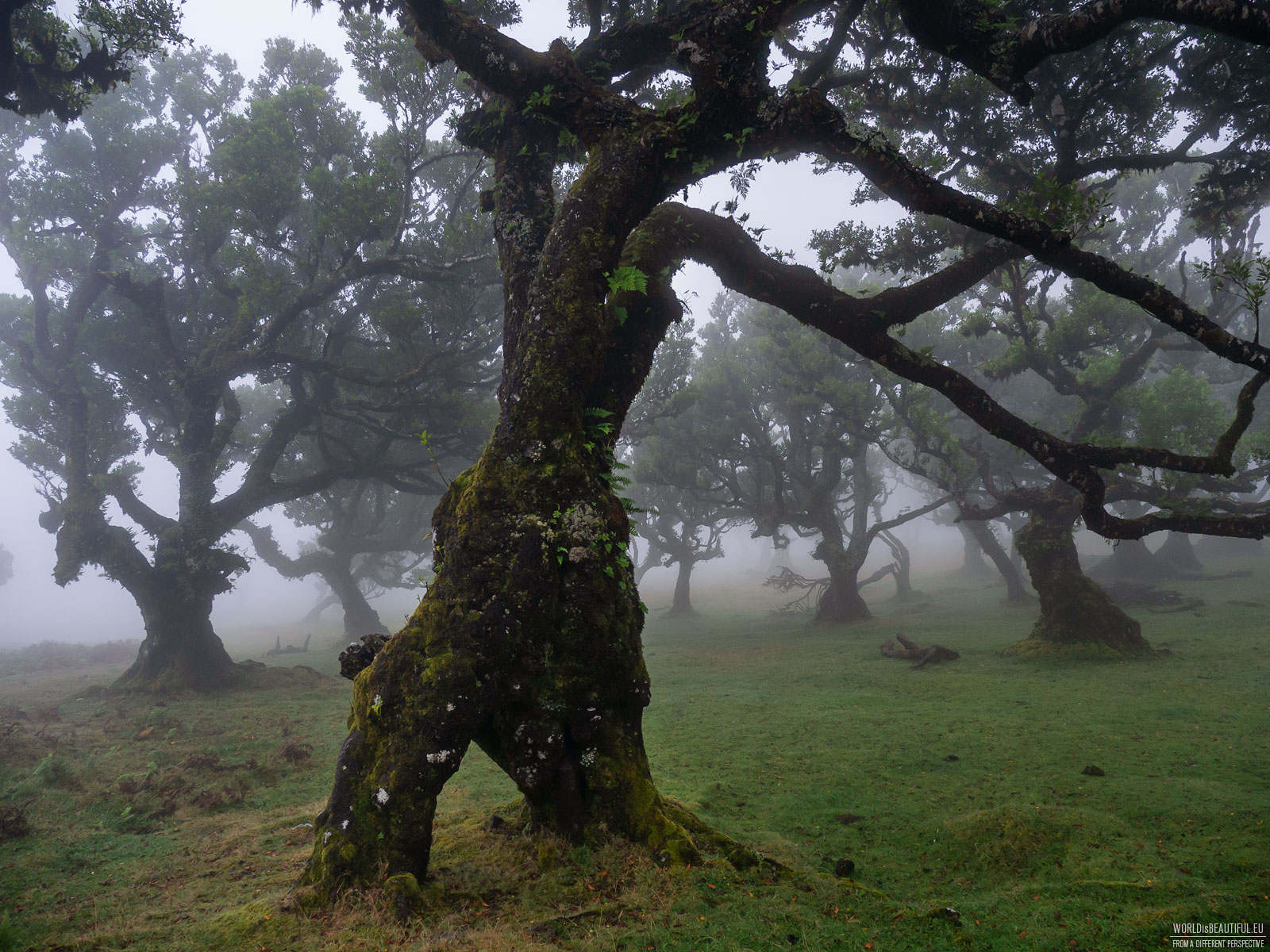 Fanal forest in the fog