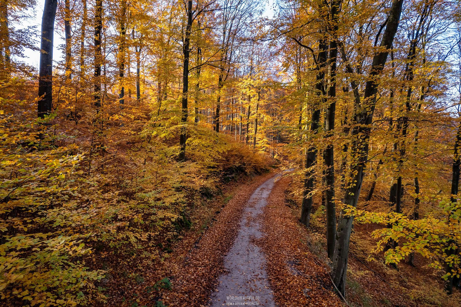 Beech forests in autumn