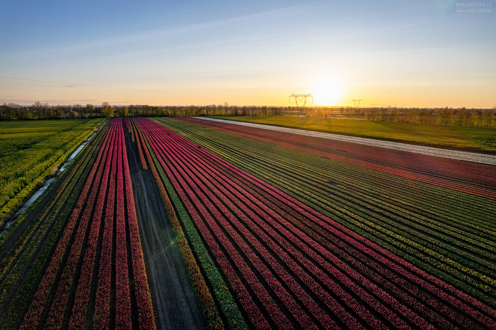 Uprawa tulipanów na Żuławach 