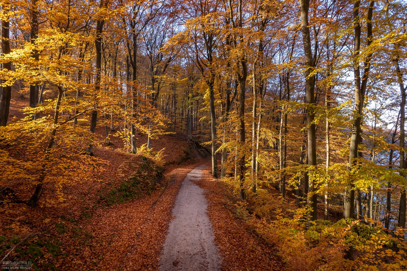 A beech forest in autumn