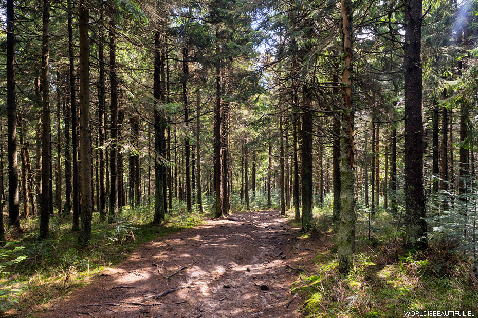 The Radziejowa Trail