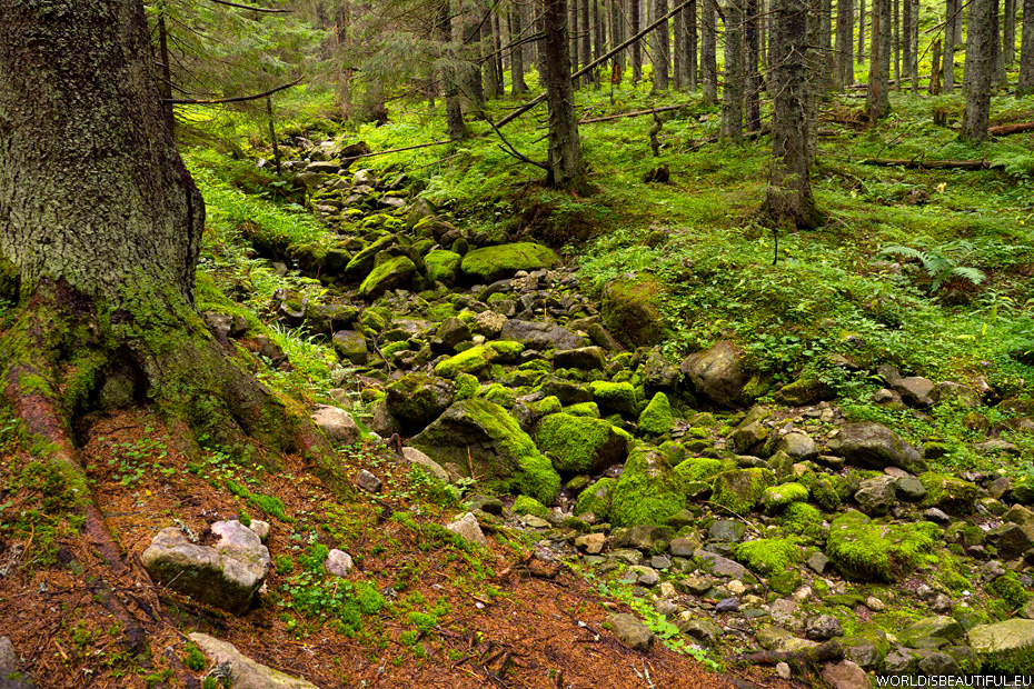Nature in Western Tatras