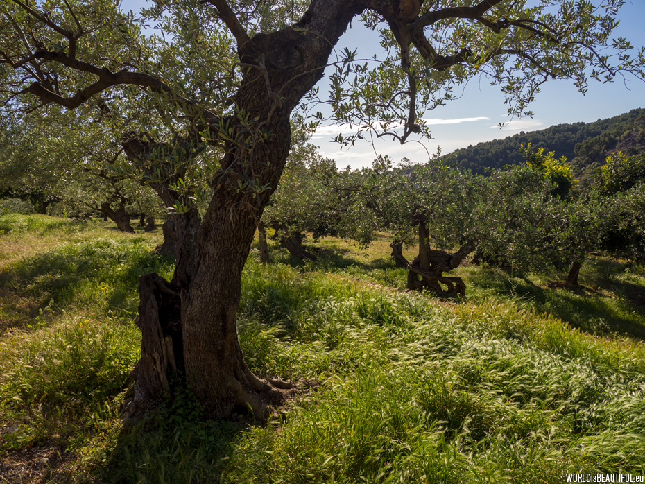 Olive orchard