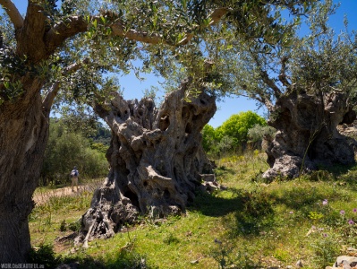 Stare drzewa oliwne przy szlaku