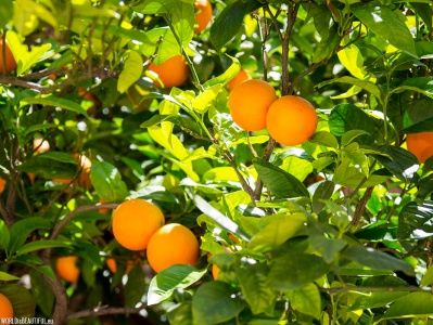 Gaje pomarańczowe