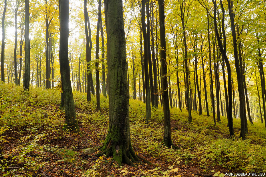 Piękny jesienny las