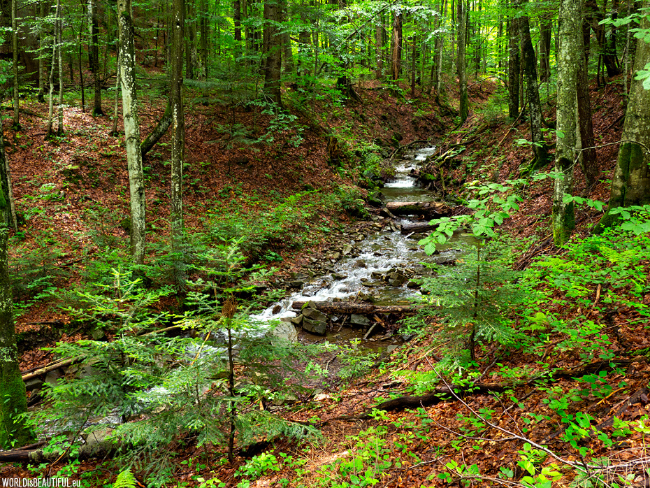Górski potok w lesie